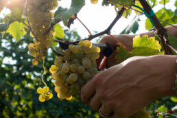 harvest-white-grapes-for-production-cooked-must