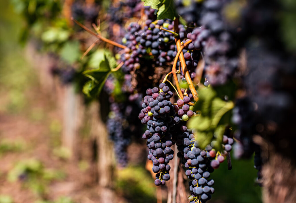 grape-production-balsamic-vinegar-of-modena