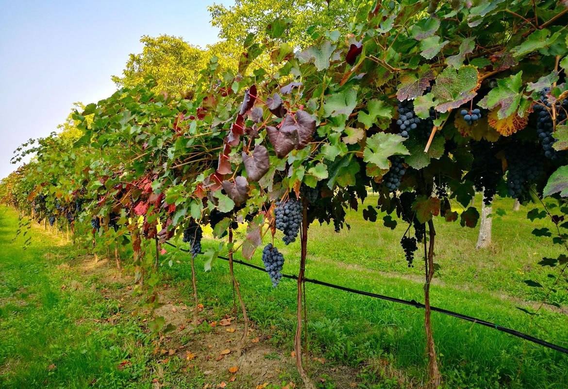 Spaziergang zwischen den Weinreben - traditioneller Balsamico-Essig aus Modena DOP