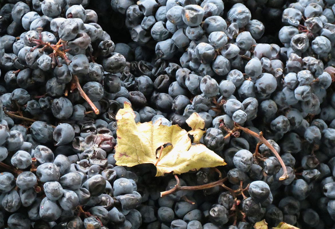 grape crushing for balsamic vinegar