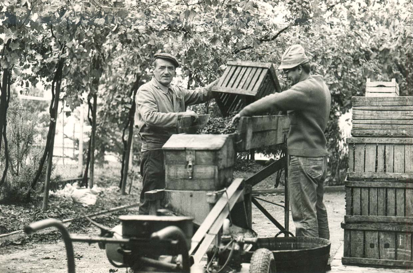 Vendemmia Acetaia Marchi